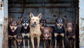 DOG SUPPLIES