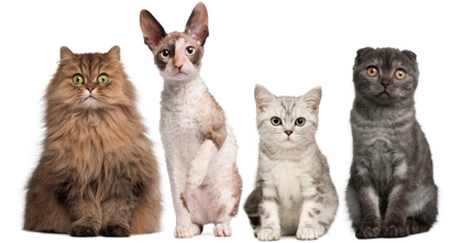 CAT SUPPLIES