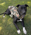 ARIAT PUP PUFFER JACKET ROSEGARDEN PRINT [SZ:XS]