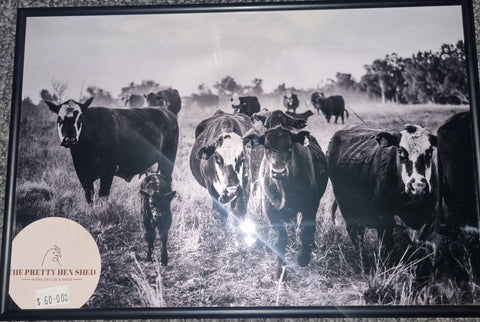 TPHS PHOTO - FRAMED - BLACK & WHITE - CATTLE