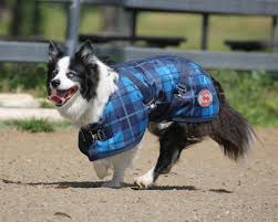 THERMO MASTER SUPREME DOG COAT BLUE TARTAN [SZ:16/41CM]